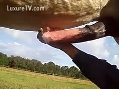 A man uses a horse's penis, which is as big as a baseball bat, to play.